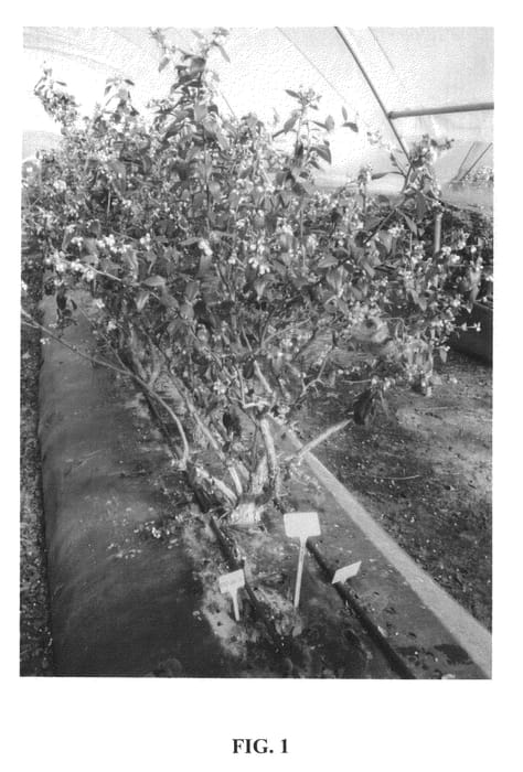 Figure 1 of US plant patent PP20829, the photograph of Dolores printed in the patent.
