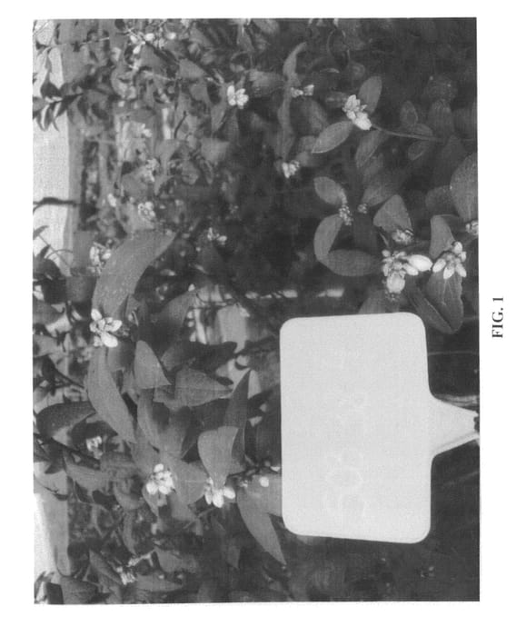 Figure 1 of US plant patent PP20830, the photograph of Altair printed in the patent.
