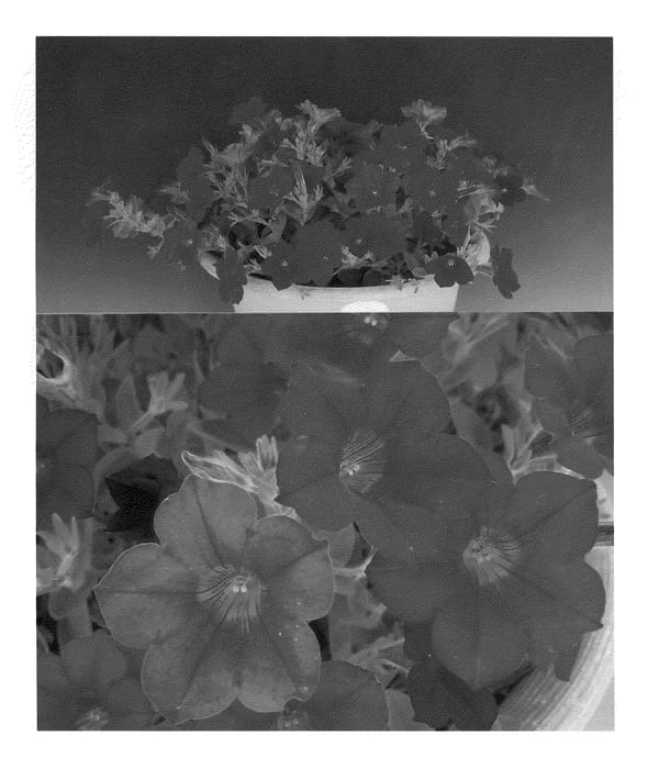 Figure 1 of US plant patent PP20831, the photograph of Sunsurfcopavio printed in the patent.