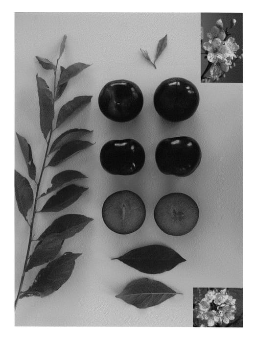 Figure 1 of US plant patent PP20832, the photograph of Blackred IV printed in the patent.