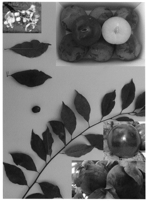 Figure 1 of US plant patent PP20833, the photograph of August Majesty printed in the patent.