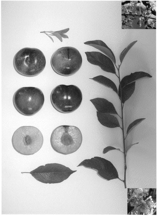 Figure 1 of US plant patent PP20834, the photograph of Plumcandy V printed in the patent.