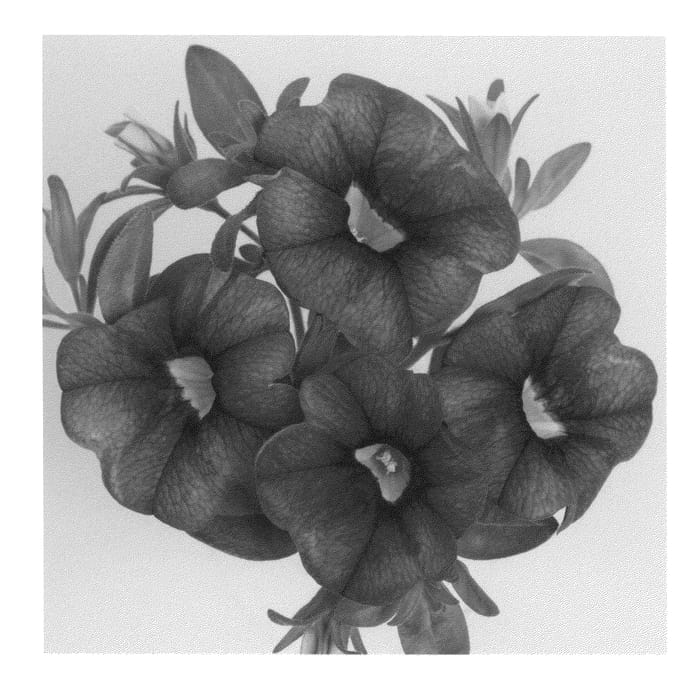 Figure 1 of US plant patent PP20835, the photograph of Duealpur printed in the patent.