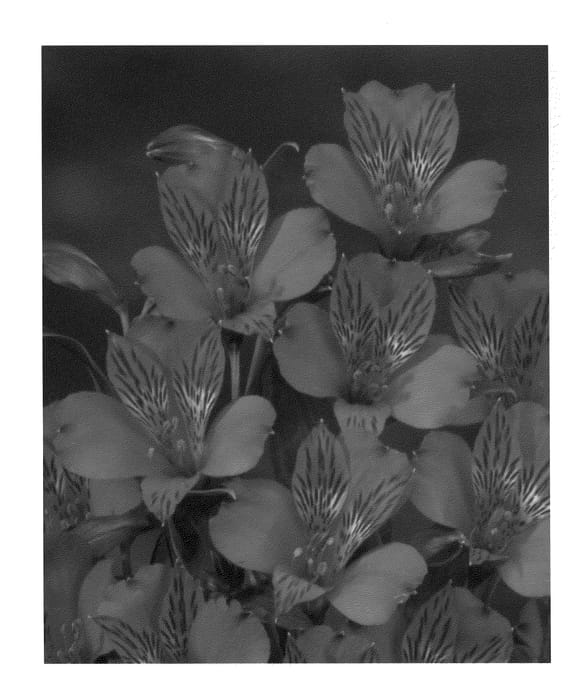 Figure 1 of US plant patent PP20836, the photograph of Zalsanao printed in the patent.