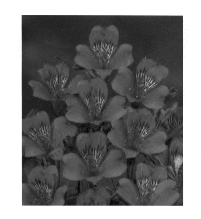 Figure 1 of US plant patent PP20837, the photograph of Zalsador printed in the patent.