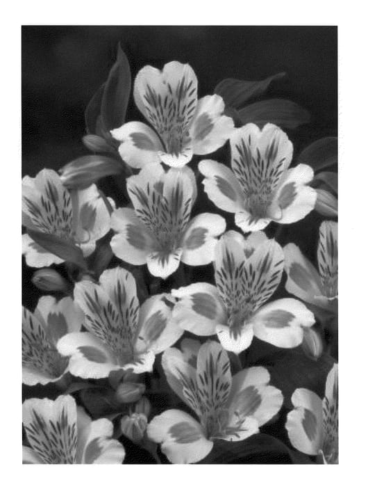 Figure 1 of US plant patent PP20838, the photograph of Zalsarac printed in the patent.