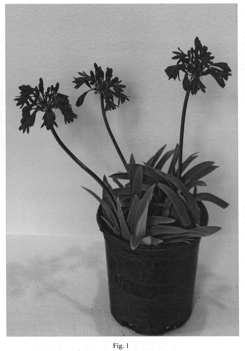 Figure 1 of US plant patent PP20839, the photograph of Blue Medusa printed in the patent.