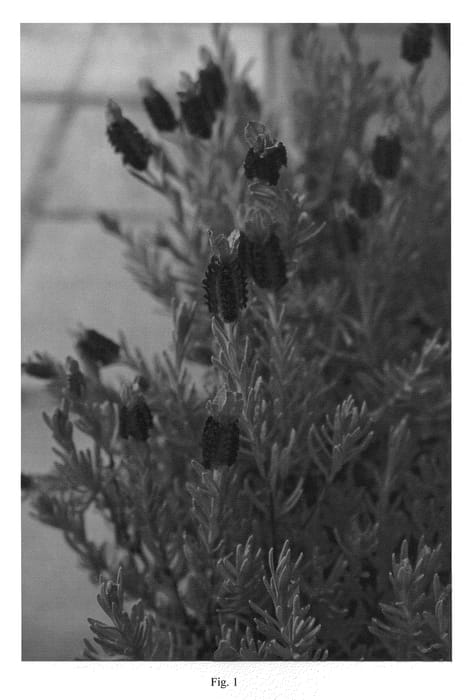 Figure 1 of US plant patent PP20840, the photograph of LARKMAN BEE printed in the patent.