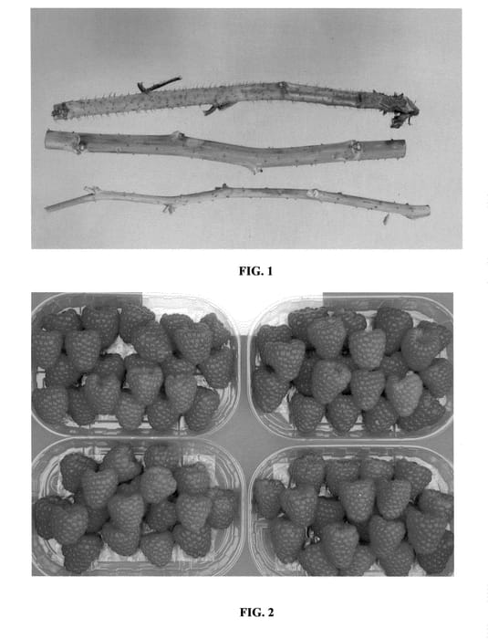 Figure 1 of US plant patent PP20841, the photograph of Erika printed in the patent.
