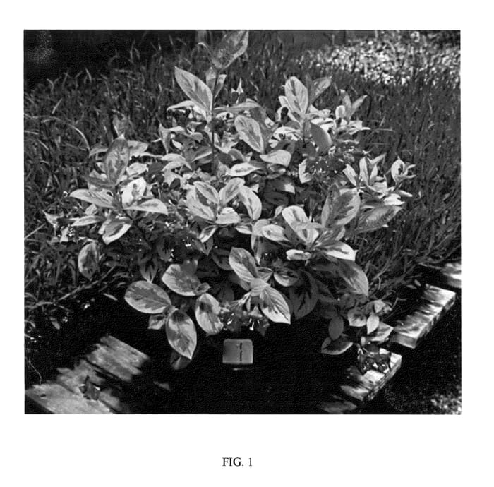 Figure 1 of US plant patent PP20842, the photograph of WALWEIGEYE printed in the patent.