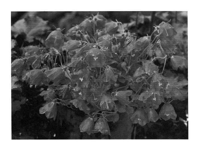 Figure 1 of US plant patent PP20843, the photograph of Jelly Bells printed in the patent.