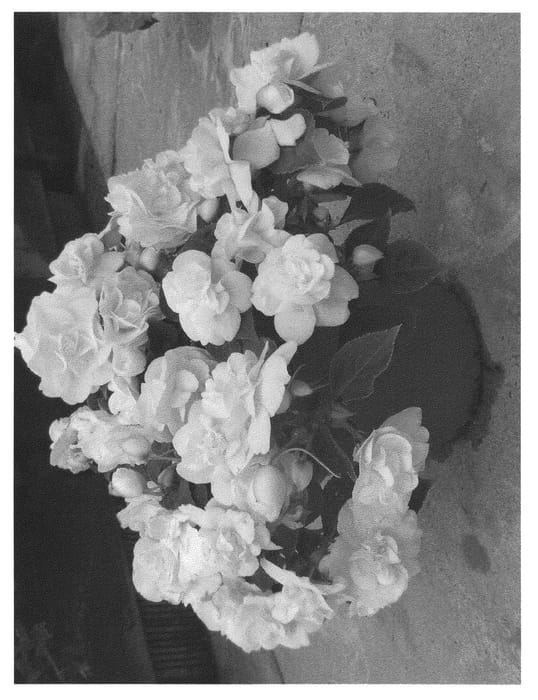 Figure 1 of US plant patent PP20844, the photograph of Silt Whit printed in the patent.
