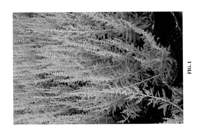 Figure 1 of US plant patent PP20845, the photograph of LISSLITT printed in the patent.