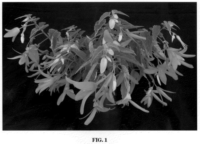 Figure 1 of US plant patent PP20846, the photograph of Yaspmon printed in the patent.