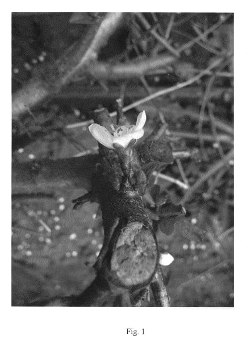 Figure 1 of US plant patent PP20847, the photograph of Myrocot printed in the patent.