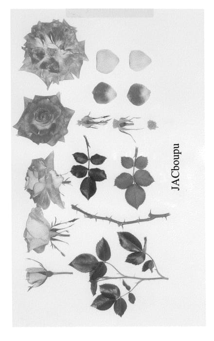 Figure 1 of US plant patent PP20848, the photograph of JACboupu printed in the patent.