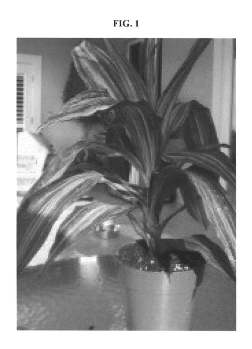 Figure 1 of US plant patent PP20849, the photograph of WHITNEY printed in the patent.