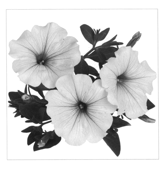 Figure 1 of US plant patent PP20850, the photograph of Duesurwice printed in the patent.
