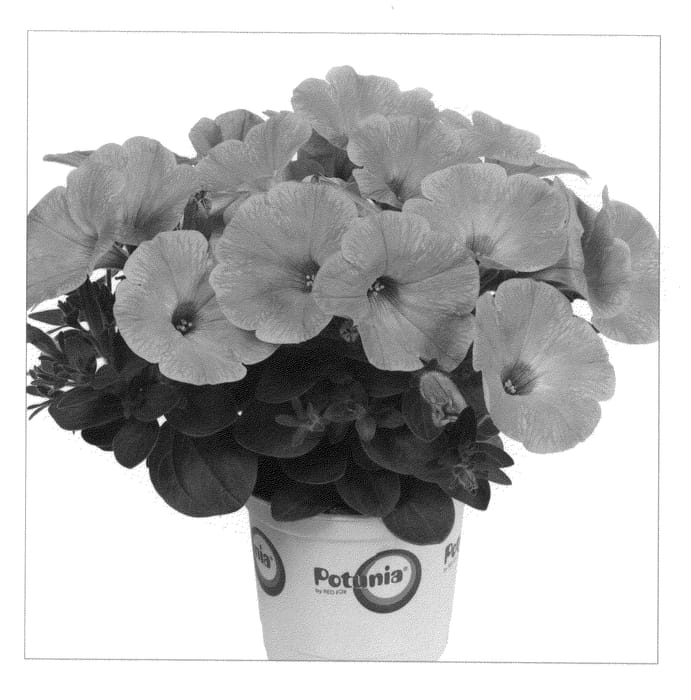 Figure 1 of US plant patent PP20851, the photograph of Duepotlobs printed in the patent.