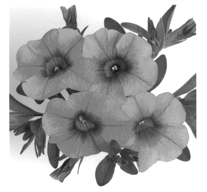 Figure 1 of US plant patent PP20852, the photograph of Duealtior printed in the patent.
