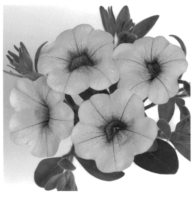 Figure 1 of US plant patent PP20853, the photograph of Duealyel printed in the patent.