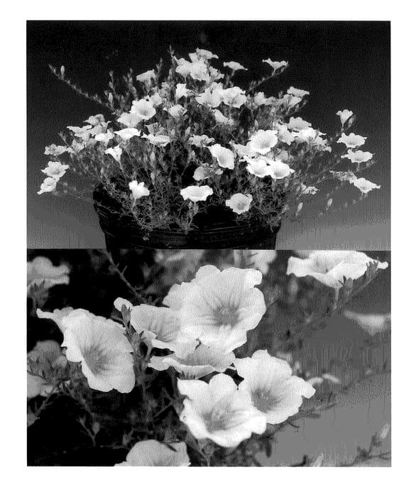 Figure 1 of US plant patent PP20854, the photograph of Intasunnipabu printed in the patent.