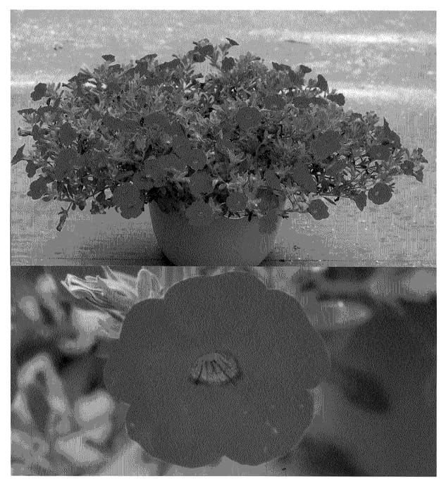 Figure 1 of US plant patent PP20855, the photograph of Suncalpapu printed in the patent.