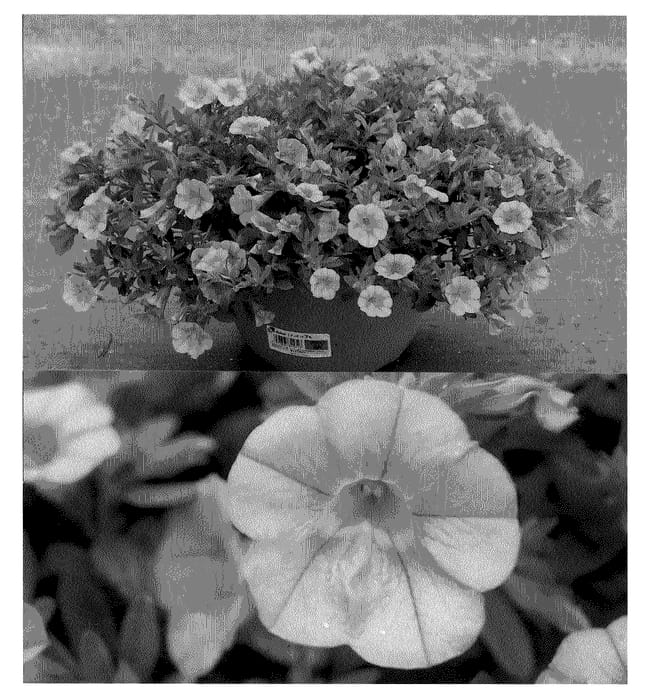 Figure 1 of US plant patent PP20856, the photograph of Suncalsifopi printed in the patent.
