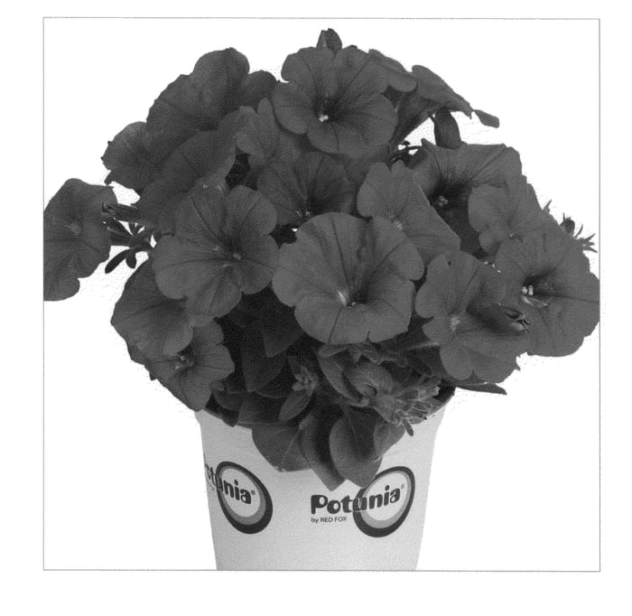 Figure 1 of US plant patent PP20857, the photograph of Duepotimred printed in the patent.