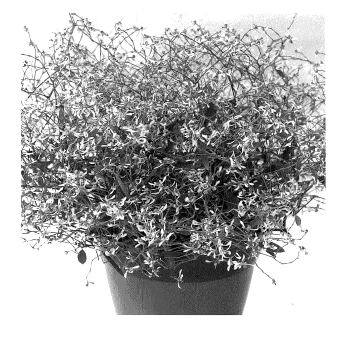 Figure 1 of US plant patent PP20858, the photograph of Silverfog printed in the patent.