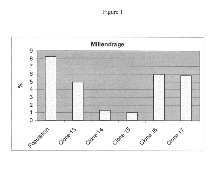 Figure 1 of US plant patent PP20859, the photograph of Catena Malbec Clone 13 printed in the patent.