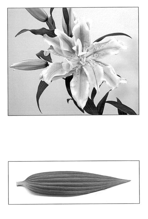 Figure 1 of US plant patent PP20861, the photograph of Double Beauty printed in the patent.