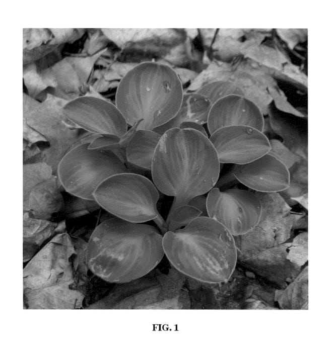 Figure 1 of US plant patent PP20862, the photograph of Cat and Mouse printed in the patent.