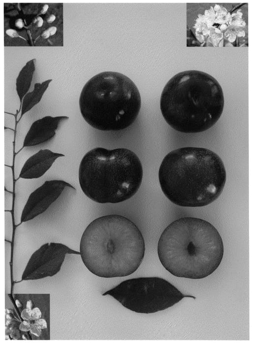 Figure 1 of US plant patent PP20863, the photograph of Blackred VIII printed in the patent.