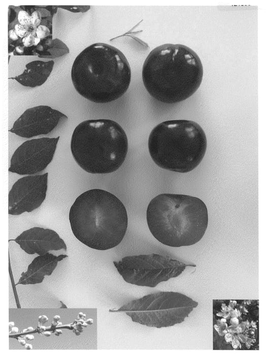 Figure 1 of US plant patent PP20864, the photograph of Plumred III printed in the patent.
