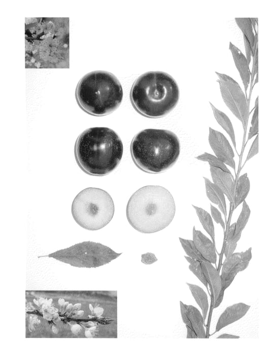 Figure 1 of US plant patent PP20865, the photograph of Sweet Majesty printed in the patent.