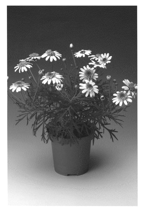 Figure 1 of US plant patent PP20866, the photograph of J0208-1 printed in the patent.