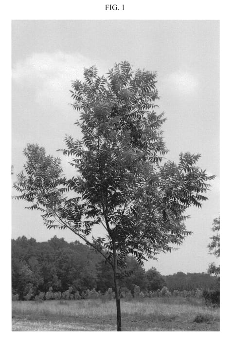 Figure 1 of US plant patent PP20867, the photograph of BYRD printed in the patent.