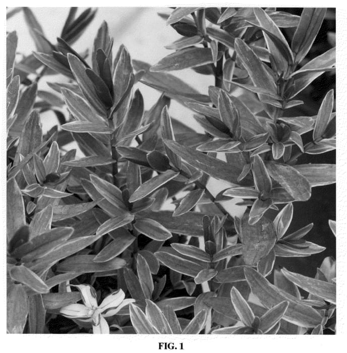 Figure 1 of US plant patent PP20868, the photograph of Silver Lady printed in the patent.