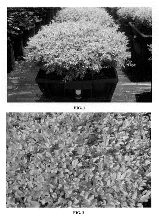 Figure 1 of US plant patent PP20869, the photograph of Shackelford printed in the patent.