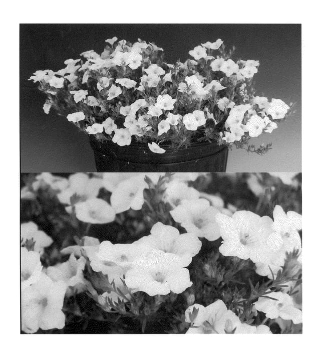 Figure 1 of US plant patent PP20871, the photograph of Sunnicopaho printed in the patent.