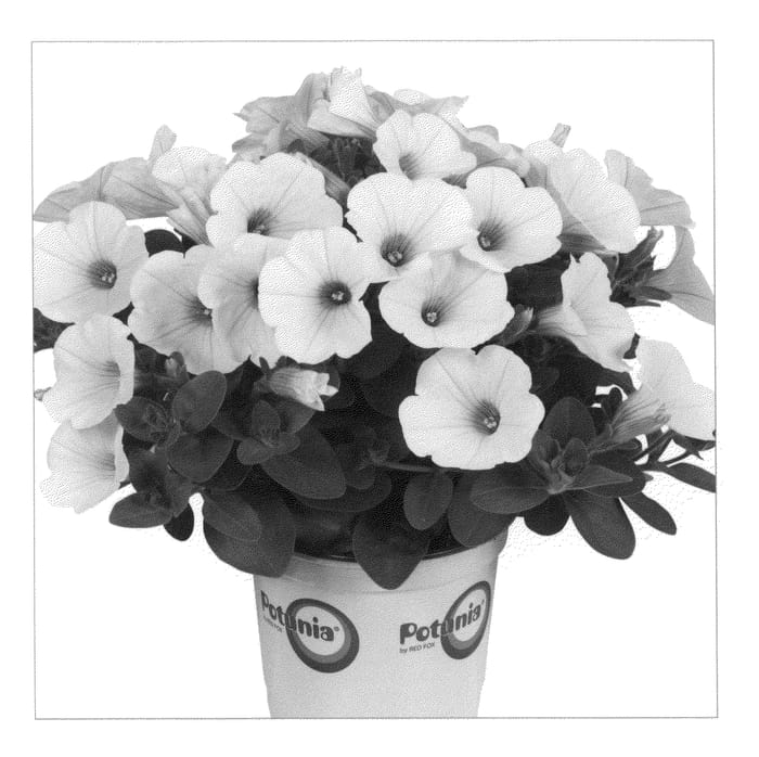 Figure 1 of US plant patent PP20872, the photograph of Duepotpiwi printed in the patent.