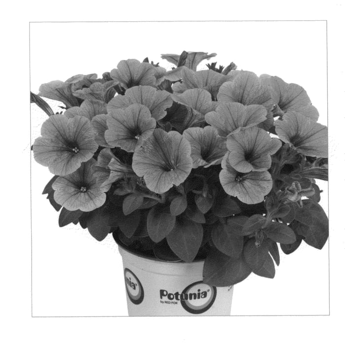Figure 1 of US plant patent PP20873, the photograph of Duepotpiber printed in the patent.
