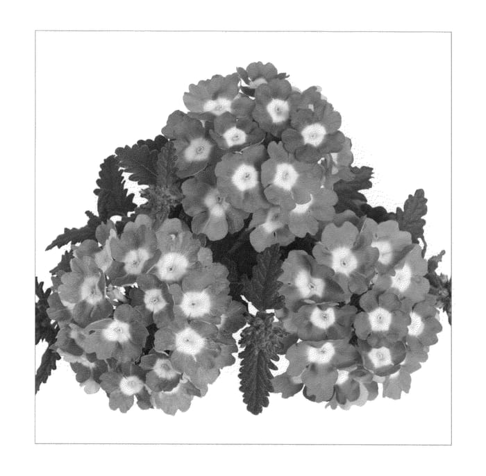 Figure 1 of US plant patent PP20874, the photograph of Duempbercha printed in the patent.