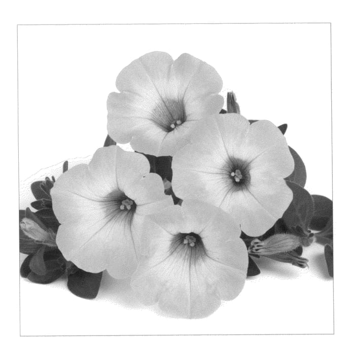 Figure 1 of US plant patent PP20875, the photograph of Dueswesopimo printed in the patent.