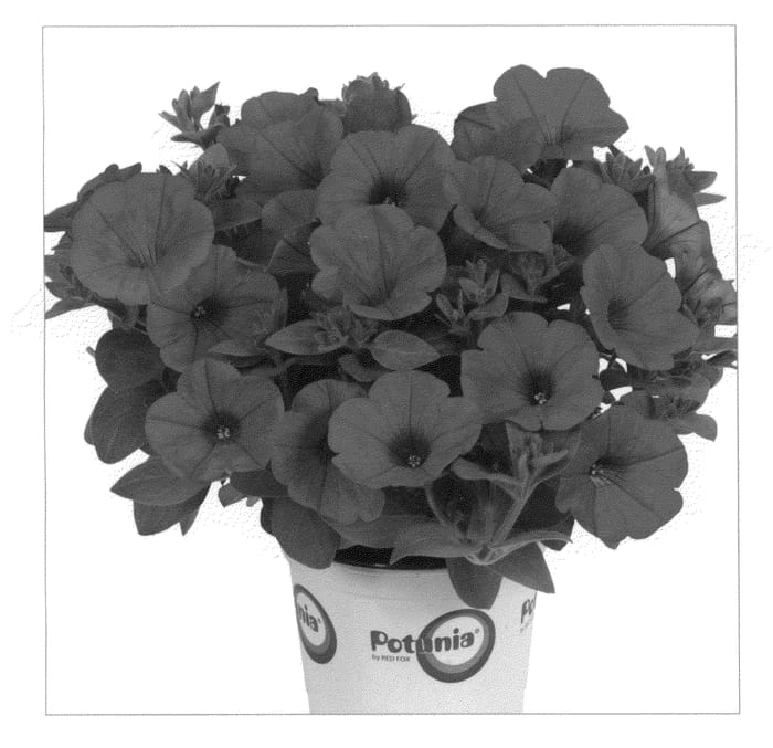 Figure 1 of US plant patent PP20876, the photograph of Duepotpihop printed in the patent.