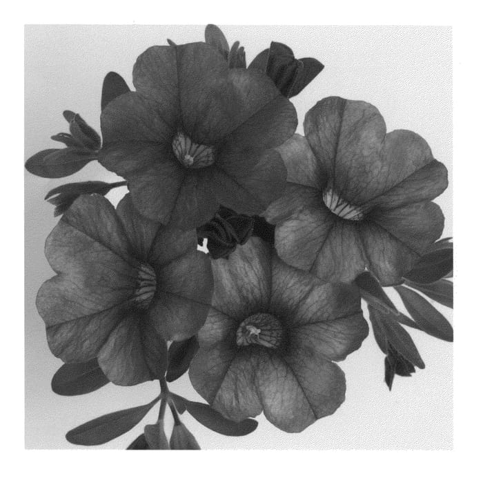 Figure 1 of US plant patent PP20877, the photograph of Duealpursky printed in the patent.