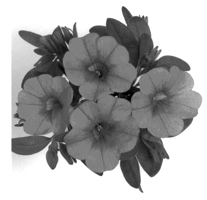 Figure 1 of US plant patent PP20878, the photograph of Duealtistraw printed in the patent.