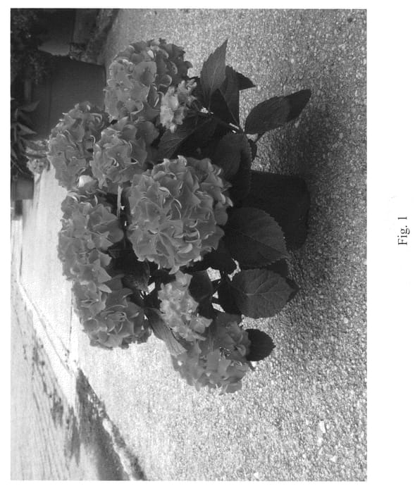 Figure 1 of US plant patent PP20879, the photograph of Horpa printed in the patent.