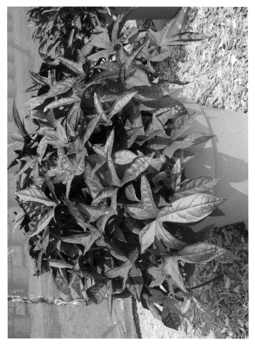 Figure 1 of US plant patent PP20880, the photograph of Seki Blapalm printed in the patent.